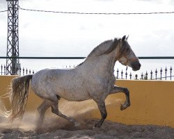 horse FARRUCO CH very good pedigree (Pura Raza Espanola (PRE), 2009)