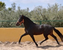 stallion PIMIENTO Good descent (Pura Raza Espanola (PRE), 2010)