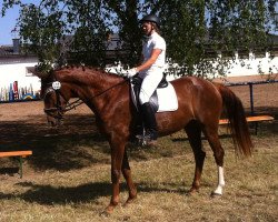 dressage horse Bella Donna Rubin M (Württemberger, 2010, from Belissimo NRW)