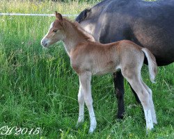 Pferd Phönix von Regentquelle (Welsh Pony (Sek.B), 2015, von Frankenhoeh's Prince Royal)