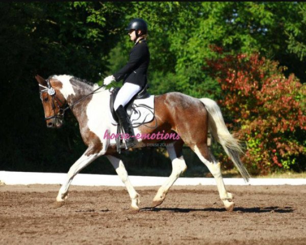 dressage horse Bon Jovi 81 (KWPN (Royal Dutch Sporthorse), 2006)