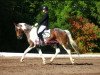 dressage horse Bon Jovi 81 (KWPN (Royal Dutch Sporthorse), 2006)