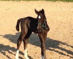 Pferd Linus Lusingando (Schweres Warmblut, 2015, von Landfürst)