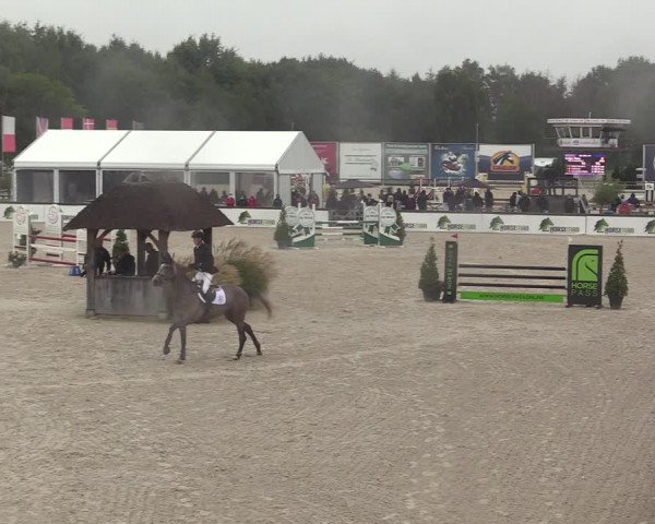 Belgisch Kampioenschap 4-5 Jarigen Paarden
