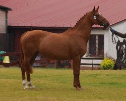 broodmare Royal Rubica (Oldenburg, 2004, from Royal Hit)