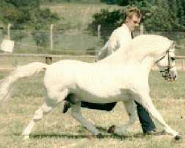 Pferd Coed Coch Rhion (Welsh Mountain Pony (Sek.A), 1976, von Coed Coch Pryd)