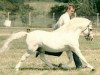 horse Coed Coch Rhion (Welsh mountain pony (SEK.A), 1976, from Coed Coch Pryd)