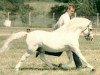 Pferd Coed Coch Rhion (Welsh Mountain Pony (Sek.A), 1976, von Coed Coch Pryd)