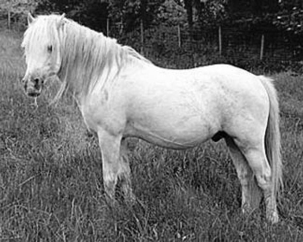 stallion Coed Coch Bleddyn (Welsh mountain pony (SEK.A), 1977, from Coed Coch Barrog)
