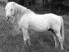 stallion Coed Coch Bleddyn (Welsh mountain pony (SEK.A), 1977, from Coed Coch Barrog)