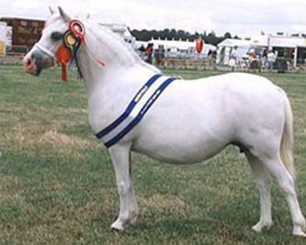 Zuchtstute Friars Lleucu Llwyd (Welsh Mountain Pony (Sek.A), 1990, von Cefnfedw Golden Glory)