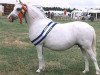 Zuchtstute Friars Lleucu Llwyd (Welsh Mountain Pony (Sek.A), 1990, von Cefnfedw Golden Glory)