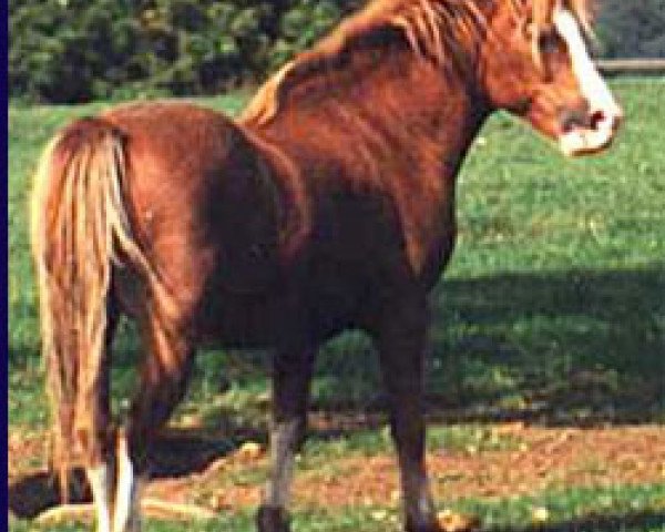 stallion Cefnfedw Golden Glory (Welsh mountain pony (SEK.A), 1974, from Granville Guardsman)
