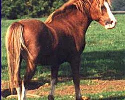 stallion Cefnfedw Golden Glory (Welsh mountain pony (SEK.A), 1974, from Granville Guardsman)