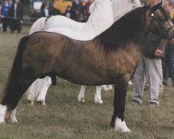 Pferd Wilcrick Stroller (Welsh Mountain Pony (Sek.A), 1987, von Baledon Hy-Jack)