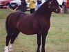Deckhengst Baledon Hy-Jack (Welsh Mountain Pony (Sek.A), 1983, von Hisland Hyderus)