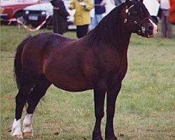 stallion Baledon Hy-Jack (Welsh mountain pony (SEK.A), 1983, from Hisland Hyderus)