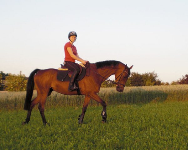 Pferd Amy (Holsteiner, 2005, von Clearway)