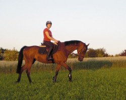 Pferd Amy (Holsteiner, 2005, von Clearway)