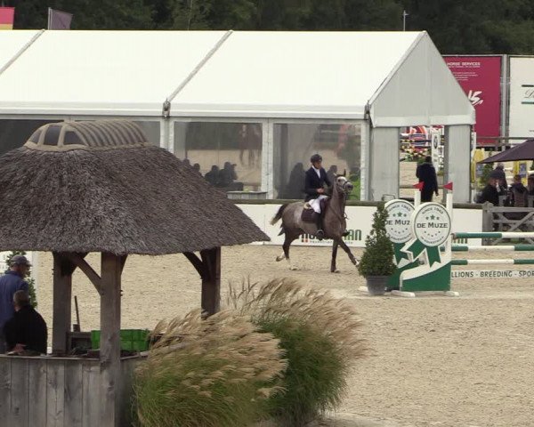 Belgisch Kampioenschap 4-5 Jarigen Paarden