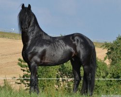 Pferd Milano S. STER (Friese, 2012, von Dries 421 Sport)