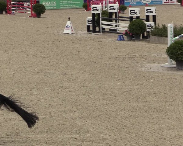 Belgisch Kampioenschap 4-5 Jarigen Paarden