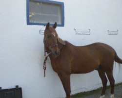 horse Silvertop's Rendy (German Riding Pony, 1992, from Silvertop's Rondo)