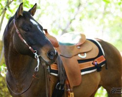 Pferd Three Continental Sun (Quarter Horse, 2004, von Three King Raffles)