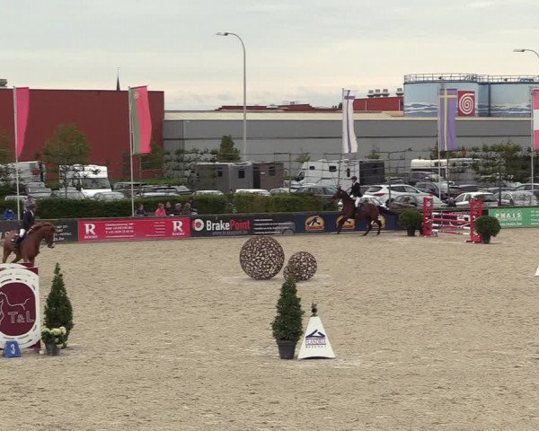 Belgisch Kampioenschap 4-5 Jarigen Paarden