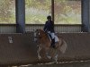 dressage horse Amadeus (Haflinger, 2007, from Alabaster B)