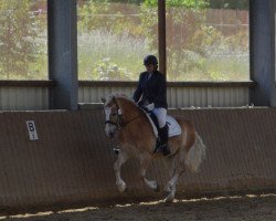 dressage horse Amadeus (Haflinger, 2007, from Alabaster B)