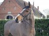 jumper Bärbel 51 (Oldenburg show jumper, 2010, from Baltimore 62)