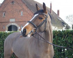 jumper Bärbel 51 (Oldenburg show jumper, 2010, from Baltimore 62)