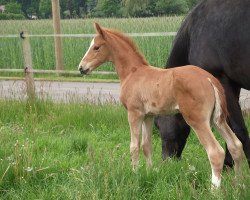 stallion Sunday (Westphalian, 2015, from Sir Heinrich OLD)