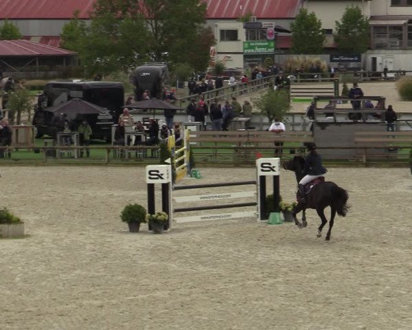 Belgisch Kampioenschap 4-5 Jarigen Paarden