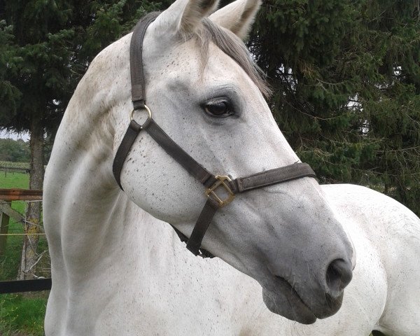 broodmare Fabrice (Westphalian, 1999, from Florestan I)