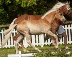 Zuchtstute Belle Estelle (Haflinger, 2014, von Winzertraum)