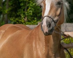 Zuchtstute Brisca (Haflinger, 2008, von Maifürst)