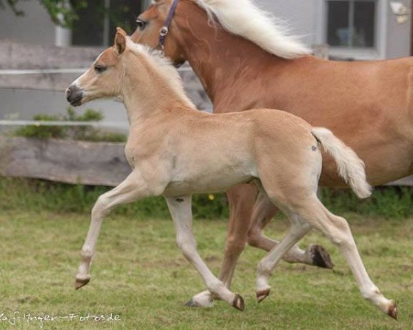 Dressurpferd Bahia (Haflinger, 2015, von Winzertraum)