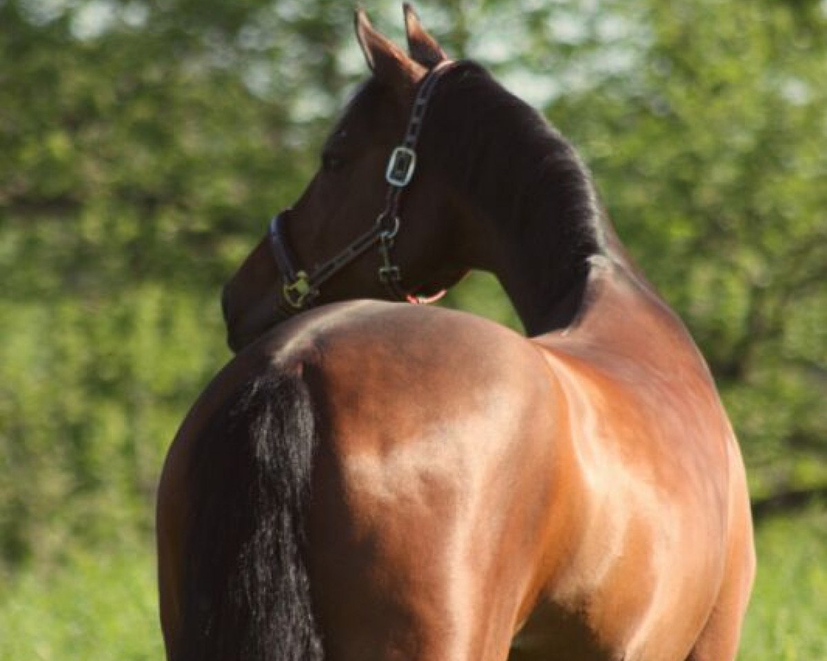 Springpferd Claire de Lune 7 (Rheinländer, 2005, von Coriando)