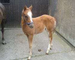 broodmare Cinderella (German Riding Pony, 2015, from Chic in Time)