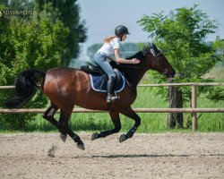 broodmare Celerina (Westphalian,  , from Caretello B)