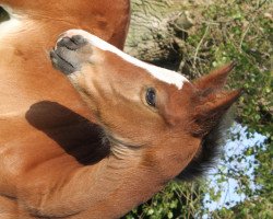 horse Nelio (Holsteiner, 2015, from Nekton)