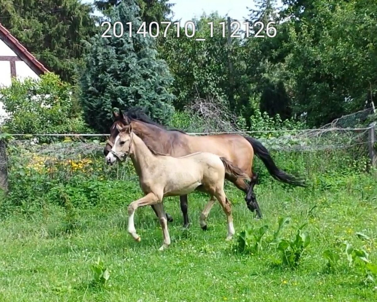 dressage horse Cremissimo Deluxe (German Riding Pony,  , from Cartier de Deluxe)