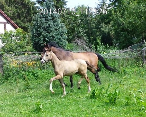 dressage horse Cremissimo Deluxe (German Riding Pony,  , from Cartier Deluxe)