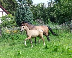 Pferd Cremissimo Deluxe (Deutsches Reitpony, von Cartier de Deluxe)