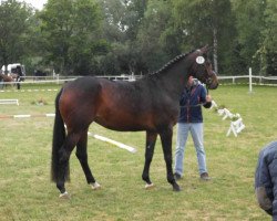 broodmare Saphira TS (Westphalian, 2011, from Saint Cyr)