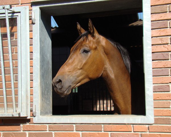 dressage horse Herbstwahn (Trakehner, 2012, from Ice Age)