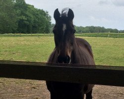 broodmare Cerren (Holsteiner, 1992, from Caretino)