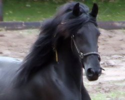 broodmare Neele 2012 (Friese,  , from Tsjalke 397)